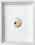 striped nautilus wall art in standard frame